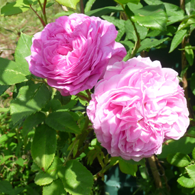 Doppelte Blüte der Rose Gertrud Jekyll